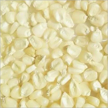 Fresh Yellow Maize - 6-8 Inches Long, 1.5-2 Inches Diameter | High Quality, Sweet Taste, Versatile Use, Nutritional Value