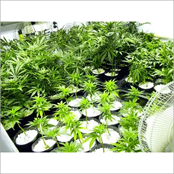 बागवानी बीज