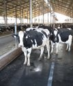 Cow Mat Back Material: Rubber Tpr
