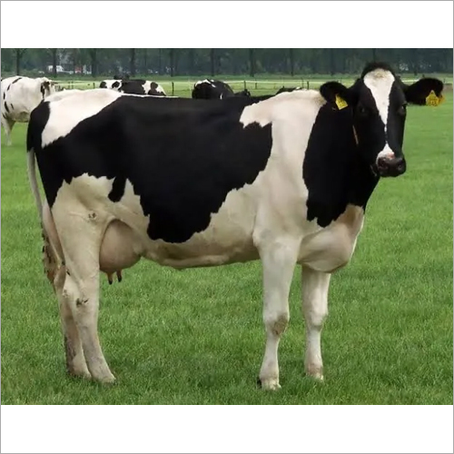 Pure Hf Cow - Height 145-165 Cm, Weight 680-770 Kg | Healthy White-black Patch Coat, Highest Milk Yield Cattle