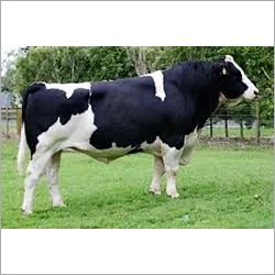 Pure Hf Cow - Height 145-165 Cm, Weight 680-770 Kg | Healthy White-black Patch Coat, Highest Milk Yield Cattle