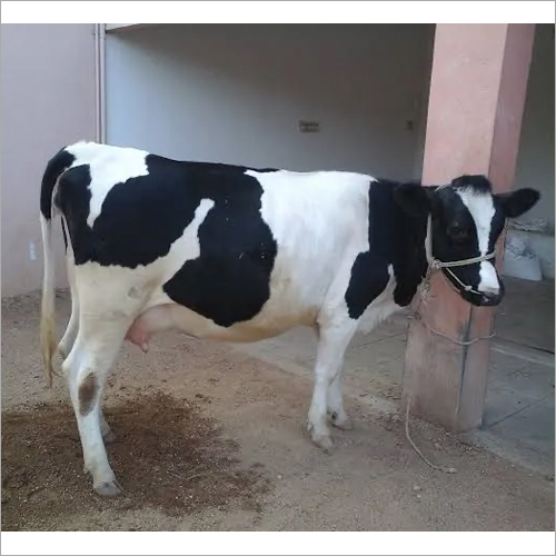 Pure Hf Cow - Height 145-165 Cm, Weight 680-770 Kg | Healthy White-black Patch Coat, Highest Milk Yield Cattle
