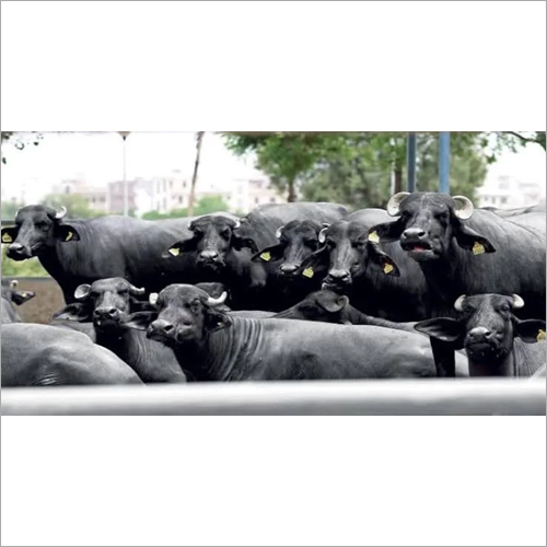 Pure Murrah Buffalo - Healthy Dairy Cattle, 650kg Weight, Black Color With White Patches, High Milk Production Of 32kg Daily