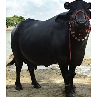 Pure Murrah Buffalo - Healthy Dairy Cattle, 650kg Weight, Black Color With White Patches, High Milk Production Of 32kg Daily