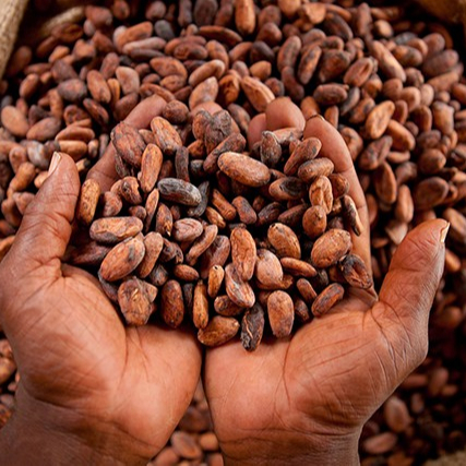 Dried Cocoa Beans(beans, Juice