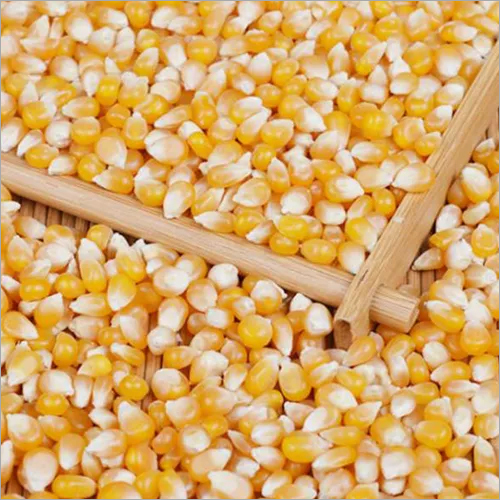सूखे पीले मकई के बीज