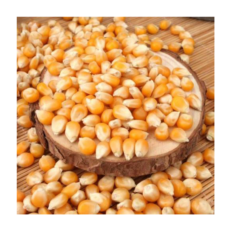 Dried Yellow Corn Seed
