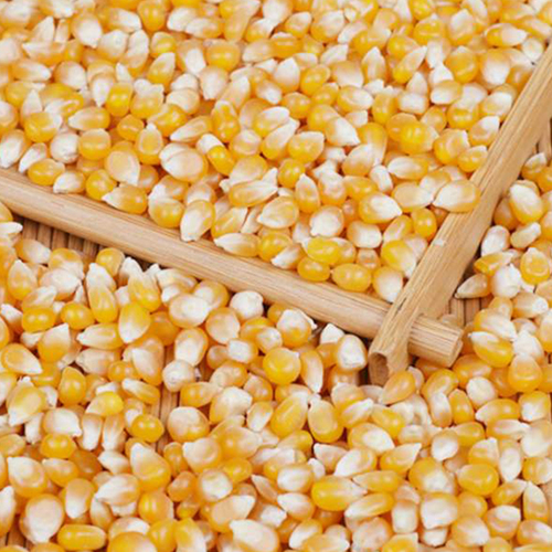 Dried Yellow Corn Seed