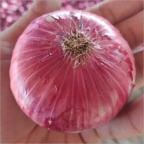 Fresh Onion Shelf Life: 3-4 Week