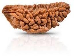 1 Mukhi Rudraksh