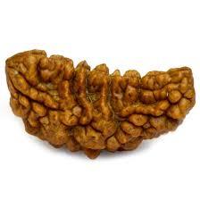 1 Mukhi Rudraksh
