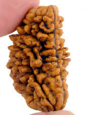 1 Mukhi Rudraksh