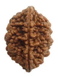 2 Mukhi Rudraksh