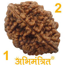 2 Mukhi Rudraksh