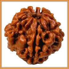 2 Mukhi Rudraksh