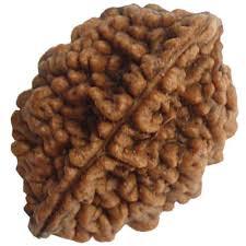 2 Mukhi Rudraksh