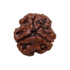 3 Mukhi Rudraksh