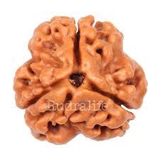 3 Mukhi Rudraksh