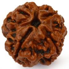 4 Mukhi Rudraksh - Brown, Round, Variable Size | Premium Nepali Rudraksha Seed For Spiritual Wellness