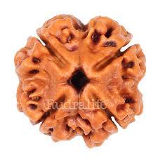 4 Mukhi Rudraksh - Brown, Round, Variable Size | Premium Nepali Rudraksha Seed For Spiritual Wellness