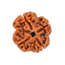 4 Mukhi Rudraksh - Brown, Round, Variable Size | Premium Nepali Rudraksha Seed For Spiritual Wellness