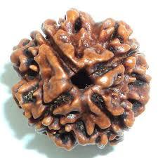 4 Mukhi Rudraksh - Brown, Round, Variable Size | Premium Nepali Rudraksha Seed For Spiritual Wellness