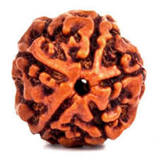 5 Mukhi Rudraksha - Brown Round Seed, Variable Size With 5 Faces | Authentic Rudraksha Seed From Nepal