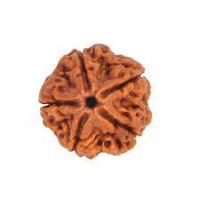 5 Mukhi Rudraksha - Brown Round Seed, Variable Size With 5 Faces | Authentic Rudraksha Seed From Nepal