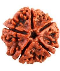 5 Mukhi Rudraksha - Brown Round Seed, Variable Size With 5 Faces | Authentic Rudraksha Seed From Nepal