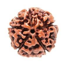 5 Mukhi Rudraksha - Brown Round Seed, Variable Size With 5 Faces | Authentic Rudraksha Seed From Nepal