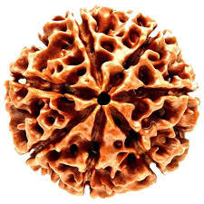 7 Mukhi Rudraksha