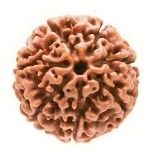 7 Mukhi Rudraksha