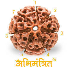 7 Mukhi Rudraksha