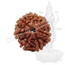 7 Mukhi Rudraksha