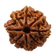 8 Mukhi Rudraksh