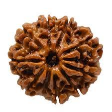 10 Mukhi Rudraksha