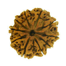10 Mukhi Rudraksha