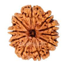 10 Mukhi Rudraksha