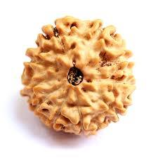 10 Mukhi Rudraksha