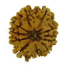 11 Mukhi Rudraksha