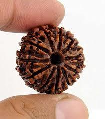 11 Mukhi Rudraksha