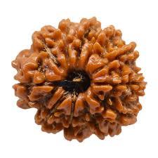 11 Mukhi Rudraksha