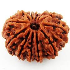 12 Mukhi Rudraksha