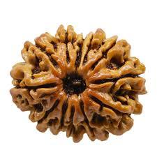 12 Mukhi Rudraksha