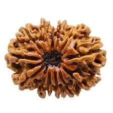 12 Mukhi Rudraksha