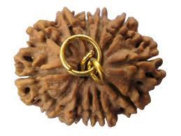 12 Mukhi Rudraksha