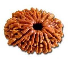 13 Mukhi Rudraksha - Oval Shape, Brown Color | Authentic Rudraksha Seed From Nepal