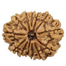 13 Mukhi Rudraksha - Oval Shape, Brown Color | Authentic Rudraksha Seed From Nepal