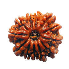 13 Mukhi Rudraksha - Oval Shape, Brown Color | Authentic Rudraksha Seed From Nepal