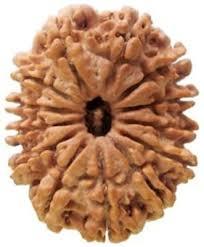 13 Mukhi Rudraksha - Oval Shape, Brown Color | Authentic Rudraksha Seed From Nepal